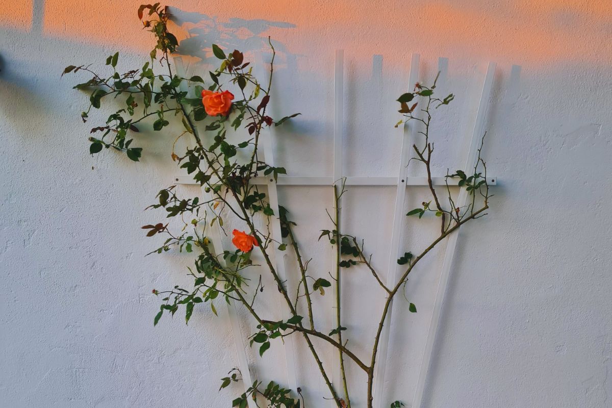 Lekview Techniek - klimrekken